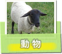 動物