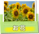 お花