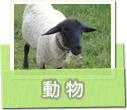 動物