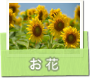 お花